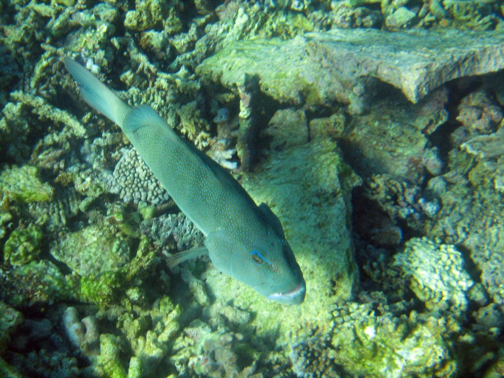 Reef & Marine Life